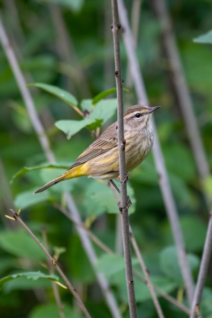 A palm warbler perches on a branch amidst lush greenery, capturing a serene wildlife moment.