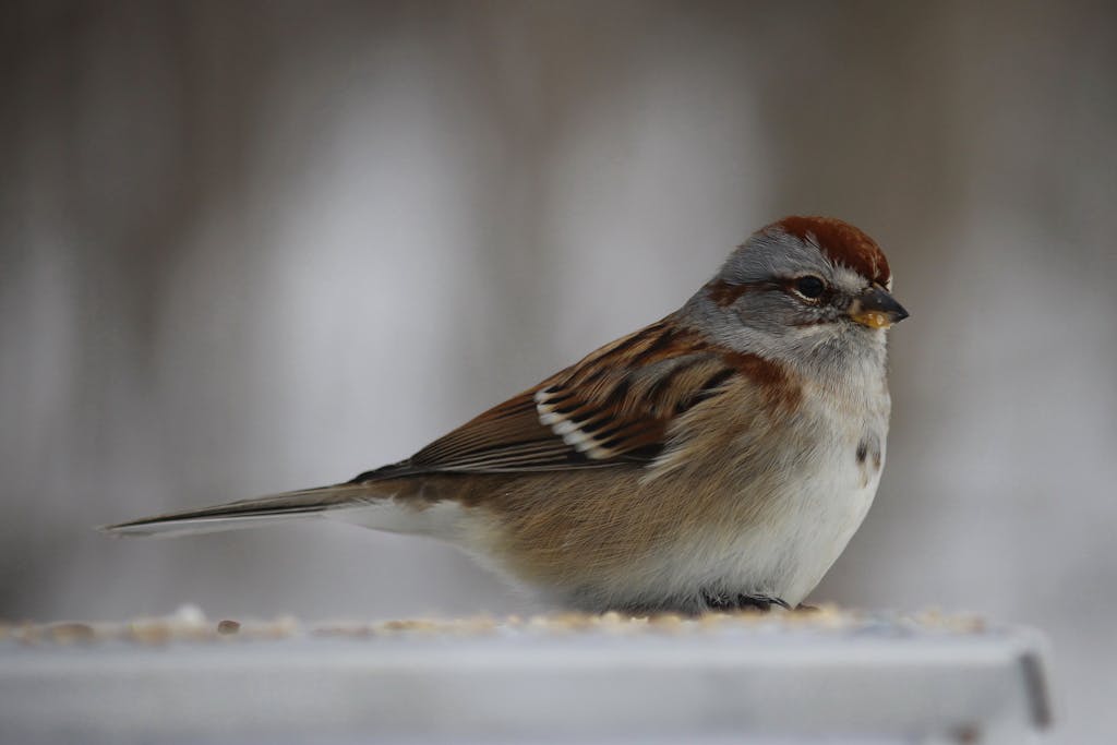 Detailed image of an American Tree Sparrow perched on a snowy surface, showcasing its vibrant plumage.